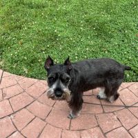 Pointe Pest Control ico