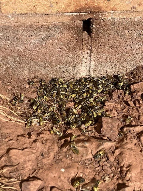 Driven Pest Services LLC Picture 7
