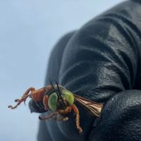Driven Pest Services LLC ico