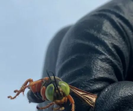 Driven Pest Services LLC