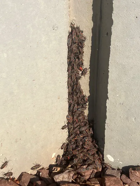 Driven Pest Services LLC Picture 6