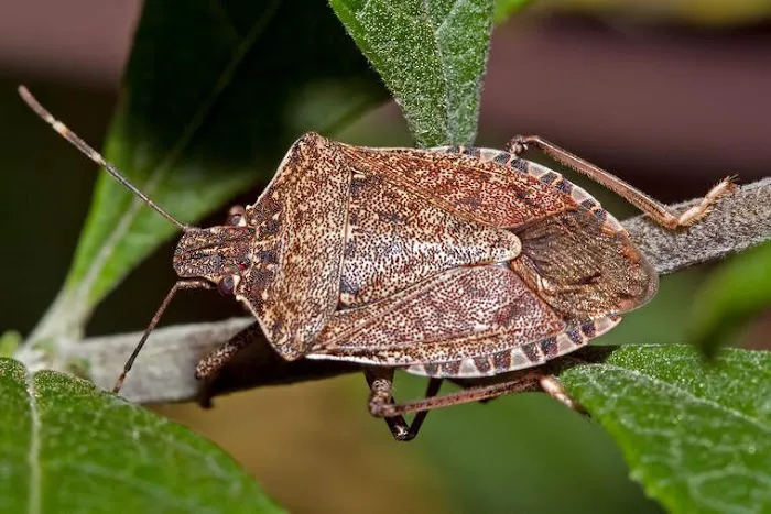 Cavanaugh's Termite & Pest Services, Inc. - A Division of Viking Pest Control Picture 4