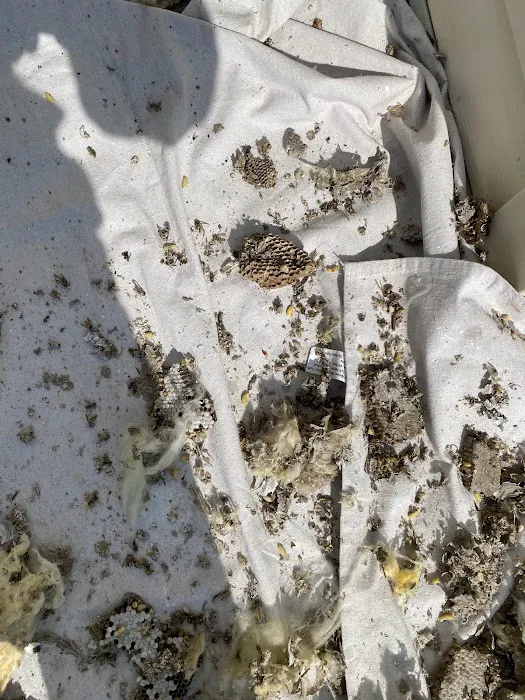 Legend Pest Control Picture 8