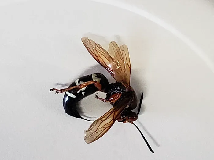 Westex Pest Management Picture 1