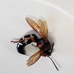 Westex Pest Management