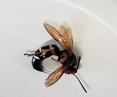 Westex Pest Management