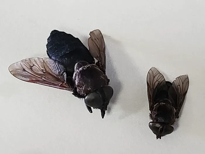 Westex Pest Management Picture 2