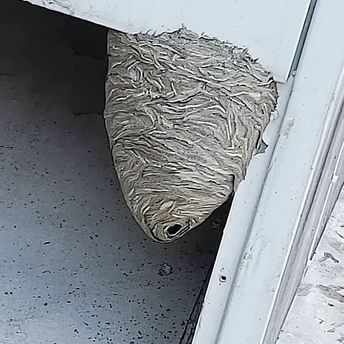 Westex Pest Management Picture 4