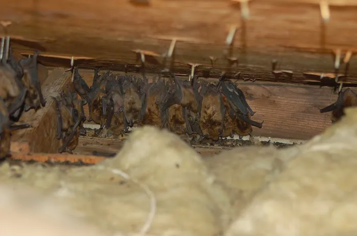 Quality Pro Pest & Wildlife Services Picture 4