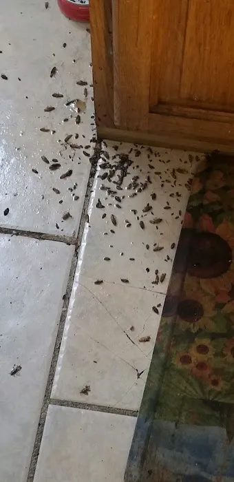 Go Green Pest Control Inc Picture 1