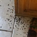 Go Green Pest Control Inc