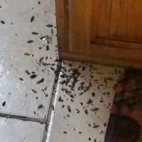 Go Green Pest Control Inc ico