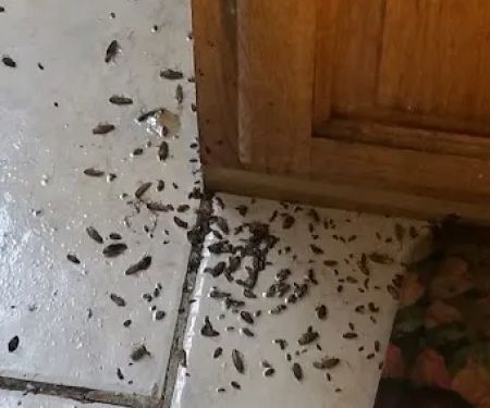 Go Green Pest Control Inc
