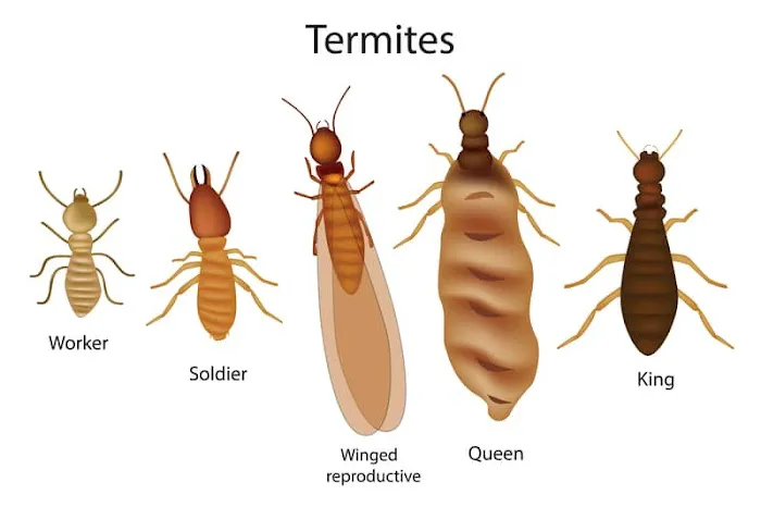 amj pest control Picture 1