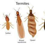 amj pest control