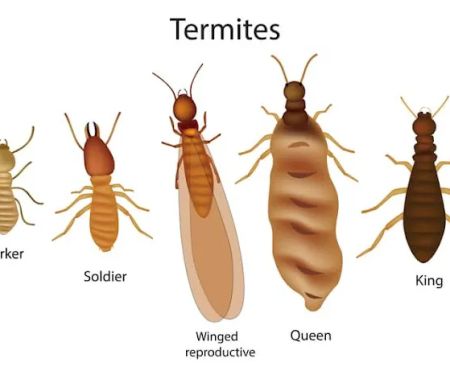 amj pest control