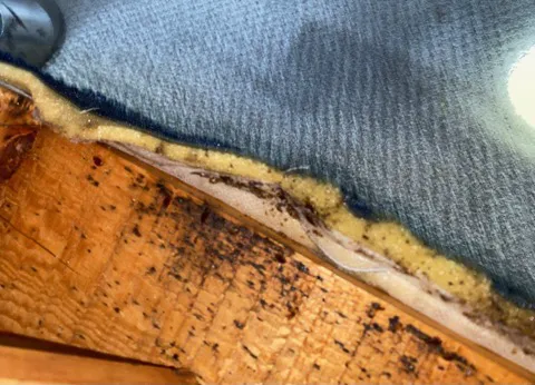 The Bug Masters Picture 4