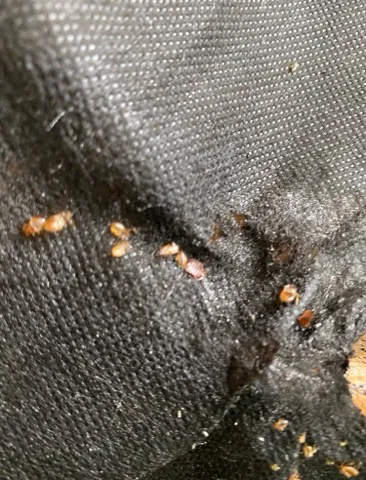 The Bug Masters Picture 10