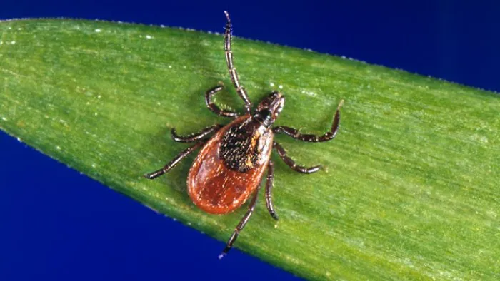 Backyard Bug Busters Picture 1