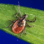 Backyard Bug Busters