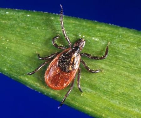 Backyard Bug Busters