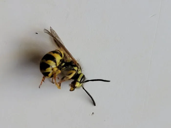 On Point Pest Control Picture 1