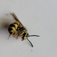 On Point Pest Control ico