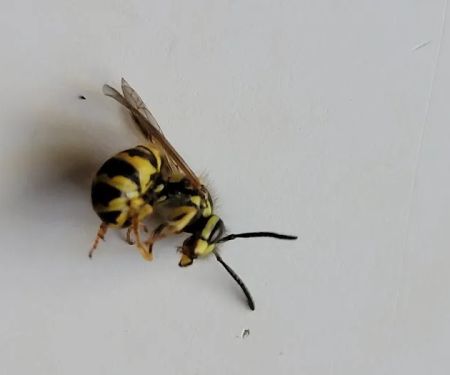 On Point Pest Control