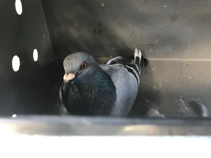 Animal Control NY/NJ Picture 5