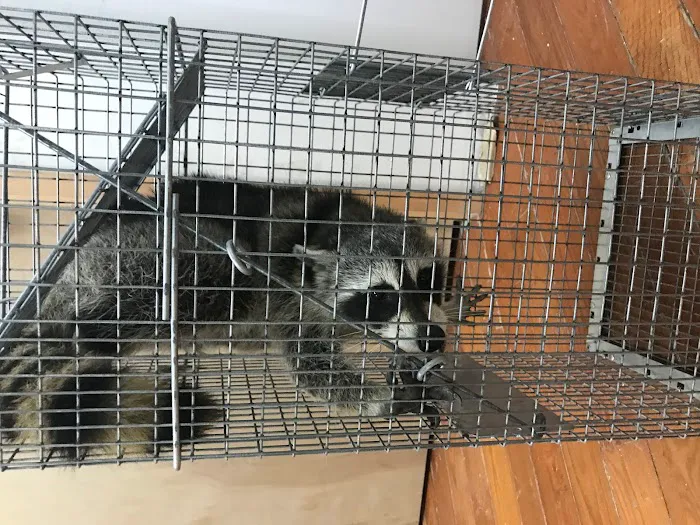 Animal Control NY/NJ Picture 10
