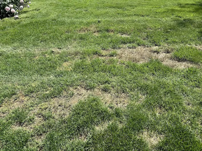 Lawn Buddies Picture 2