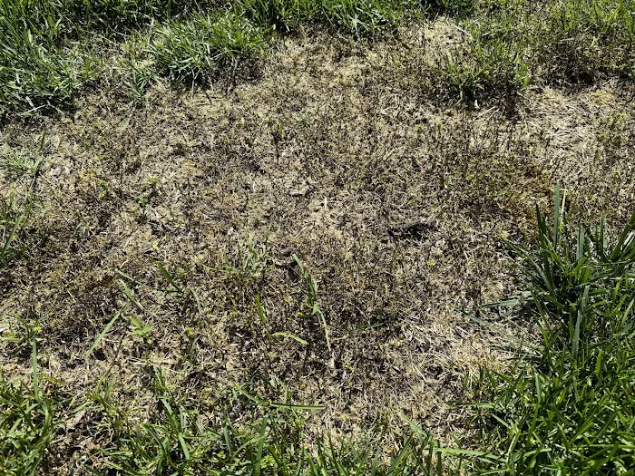 Lawn Buddies Picture 9