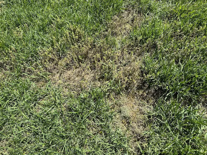 Lawn Buddies Picture 10