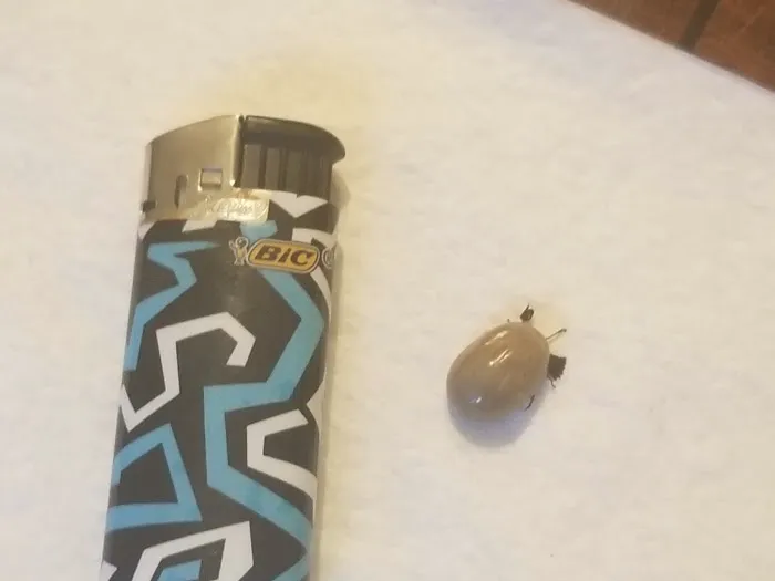 Ecotect Pest Elimination Picture 2