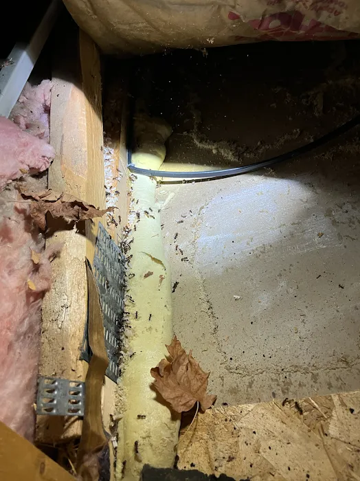 Bustabug Pest Control Picture 5