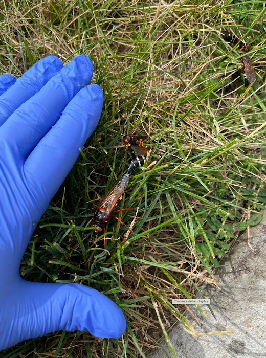 Bustabug Pest Control Picture 9