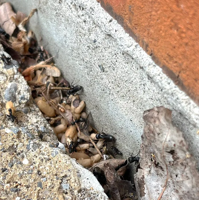 Bustabug Pest Control Picture 4
