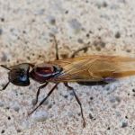 Parkway Pest Services