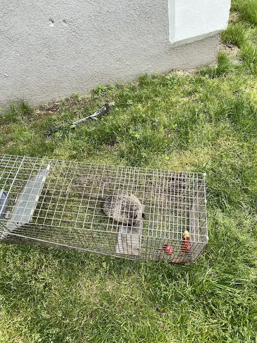Global Pest Solutions LLC Picture 1