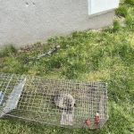 Global Pest Solutions LLC