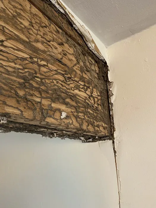 Global Pest Solutions LLC Picture 4