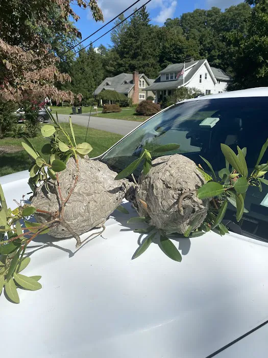 Global Pest Solutions LLC Picture 5