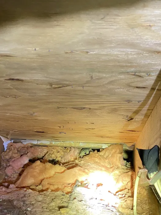 Adams Animal Bat Removal & Wildlife Control Picture 9