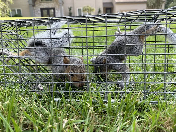 Adams Animal Bat Removal & Wildlife Control Picture 6