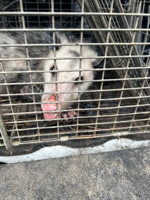 Adams Animal Bat Removal & Wildlife Control Picture 3