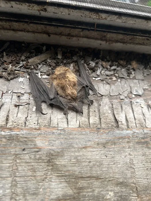 Adams Animal Bat Removal & Wildlife Control Picture 2