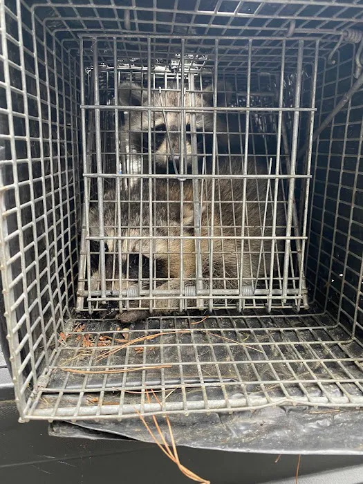 Adams Animal Bat Removal & Wildlife Control Picture 8
