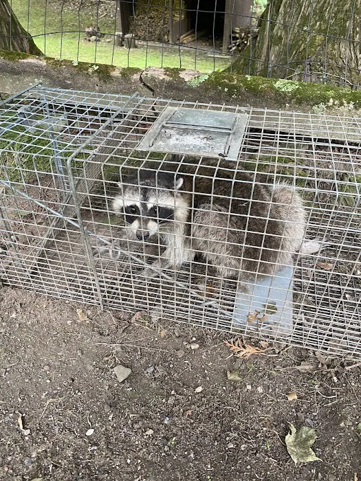 Adams Animal Bat Removal & Wildlife Control Picture 10