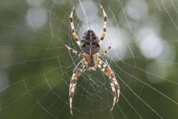 Western Pest Services Picture 3