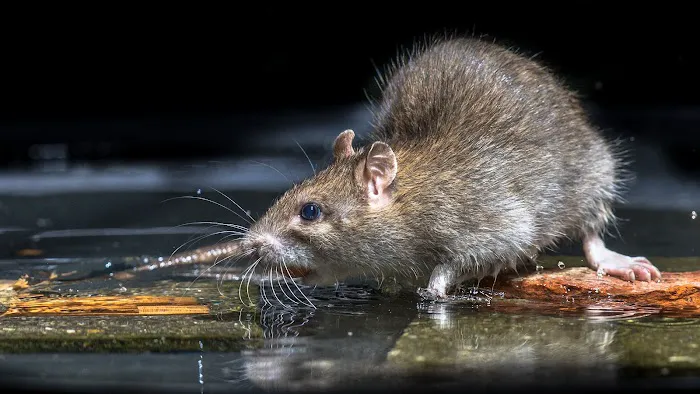 Western Pest Services Picture 1